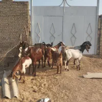 ۸عددبز ابستن