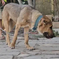 گمشده