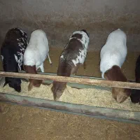 میش برشن و سومالی|حیوانات مزرعه|کرمان, |دیوار