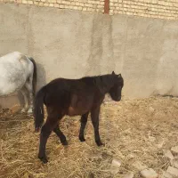 کره اسب نریون