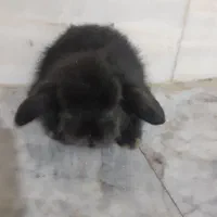 خرگوش|موش و خرگوش|کرمان, |دیوار