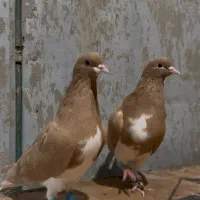 شهری.خوشرنگ زرد