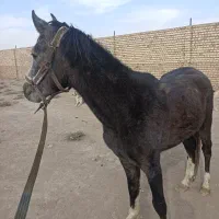 اسب نر 3ساله سیاه  قدرتمند چابک فروش اسب نر اصیل