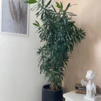 گلدان  طبیعی