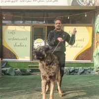 واگذاری سگ سرابی|سگ|کرج, آتشگاه|دیوار