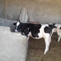 گوساله ماده سرحال نژاد دار