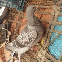 کبوتر پلاکی