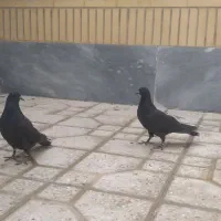 مفلق غلاق