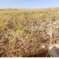 نیازمند کارگر دسکنه نخود
