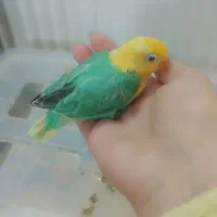 جوجه کوتوله برزیلی پرنده