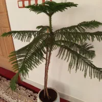 کاج مطلق بلند|گل و گیاه طبیعی|کرمانشاه, |دیوار