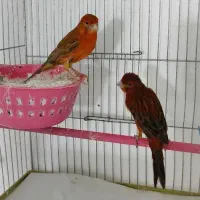 یک جفت قناری سرخ ذات دار