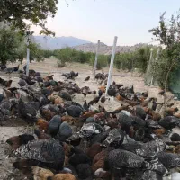 فروش بوقلمون محلی ارگانیک|حیوانات مزرعه|شیراز, محمدیه|دیوار