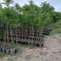 نهال های زیتون تلخ برای زینتی گلدانی ارتفاع ۳ متر|خدمات باغبانی و درختکاری|شیراز, شهرک سراج|دیوار