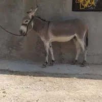 الاغ|حیوانات مزرعه|یاسوج, |دیوار