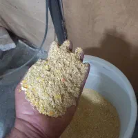 بوقلمون|حیوانات مزرعه|بندر کنگان, |دیوار
