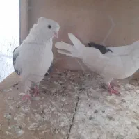 یک جفت کبوتر دوکتی به شرط