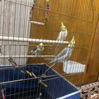 پرنده زینتی عروس هلندی|پرنده|آذرشهر, |دیوار