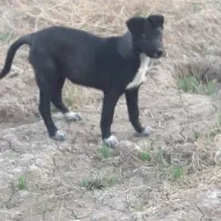 توله سگ واگذاری