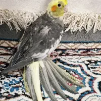 جوجه عروس هلندی بسیار زرنگ و سرحال