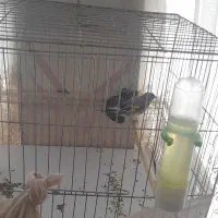 سهره کرمانی