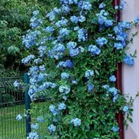 یاس آبی و نهال فندوق