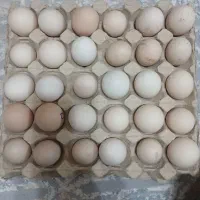 تخم مرغ نژاد دار و نطفه دار