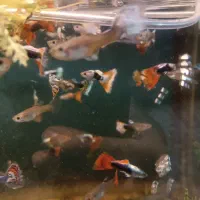 گوپی کوپی فکوری72|ماهی|مشهد, سرافرازان|دیوار