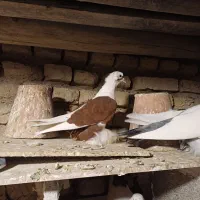 کبوتر، معاوضه