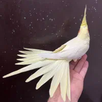 عروس هلندی لوتینو ماده زعفرونی آلبینو بالغ رام رام|پرنده|تهران, شکوفه (عبدل آباد)|دیوار