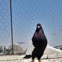 کبوتر