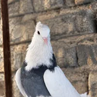 طوقی گمشده