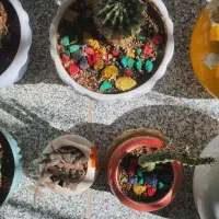 ۹ عدد گل طبیعی سرحال|گل و گیاه طبیعی|بانه, |دیوار