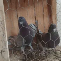 کبوتر قم|پرنده|ساوه, |دیوار