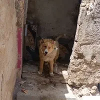 توله سگ قدرجونی نر