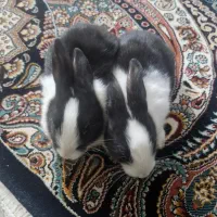 بچه خرگوش سفید وسیاه