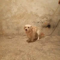 سگ پاپی شیتزو