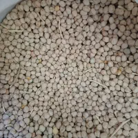 نخود عدس گندم ذرت کشمش|خوردنی و آشامیدنی|بروجرد, |دیوار