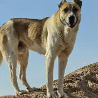 واگذاری فوری انواع توله