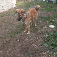 قدرجونی|سگ|کوچصفهان, |دیوار