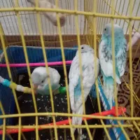 مرغ عشق|پرنده|گرگان, |دیوار