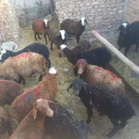 گوسفند فروشی تکی و کلی|حیوانات مزرعه|الوند, |دیوار