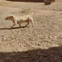 سلام سگ بازی گوش|سگ|سلیمان, |دیوار