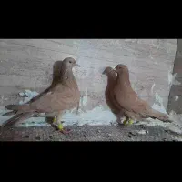 کبوتر طوقی شیش دونگ|پرنده|سوق, |دیوار