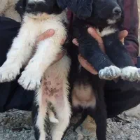 جفت توله نر و ماده قدرجونی قهدریجانی|سگ|ابریشم, |دیوار