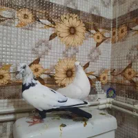کبوتر توکدم و دمسیاه|پرنده|همدان, |دیوار