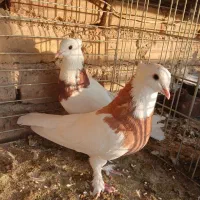 پرنده|پرنده|آران و بیدگل, |دیوار