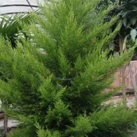 کاج لاوسون و درختچه پالم|گل و گیاه طبیعی|رحیمآباد, |دیوار