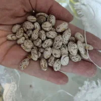 لوبیا چیتی سراب