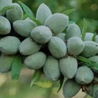 نهال گردو بادام هلو زردآلو آلو آلبالو گیلاس سیب|خدمات باغبانی و درختکاری|اسدآباد, |دیوار